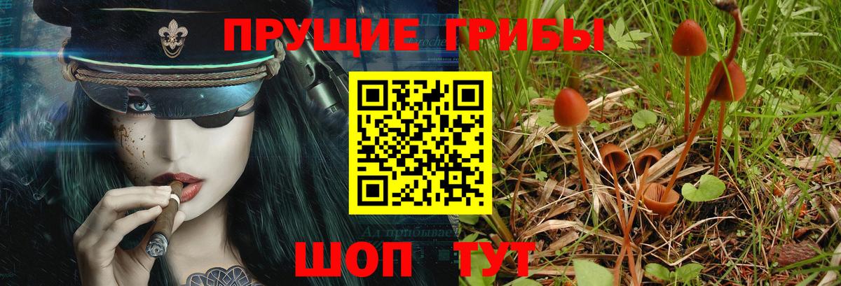 Галлюциногенные грибы Psilocybine cubensis Трёхгорный